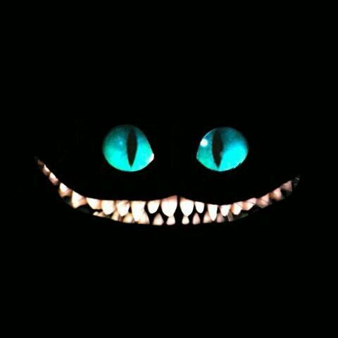 Gato