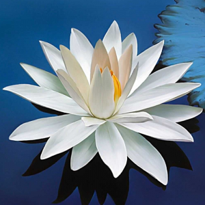 A sabedoria do Budismo - Lotus